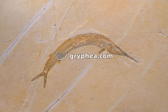 Poisson fossile - gryphea.com